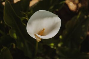 bunga lily