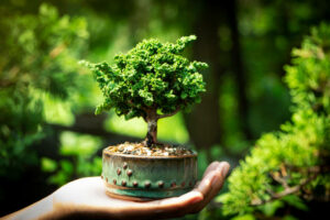 cara merawat bonsai