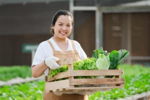 berkebun hidroponik