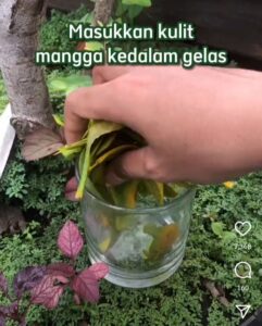 kulit mangga