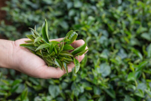 leaf tea