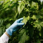 biotechnology-woman-engineer-examining-plant-leaf-disease_273609-14275