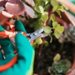 gardener-s-cutting-plant-twig-with-secateurs_23-2148165291