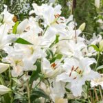 white-lily-garden-field_1357-36