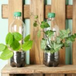 wooden-shelf-with-plastic-bottles-used-as-containers-growing-plants_392895-147589